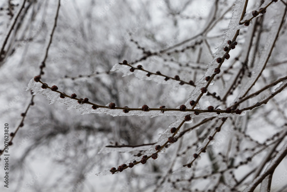 Ice on the branches of trees. Winter.
