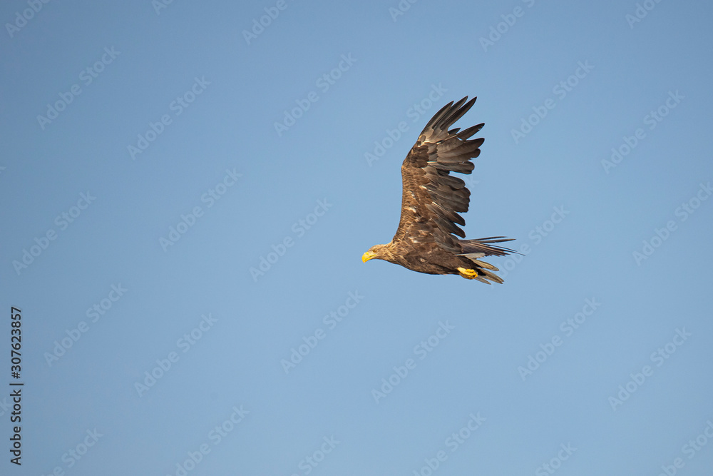 Naklejka premium White Tail Eagle, Haliaeetus albicilla