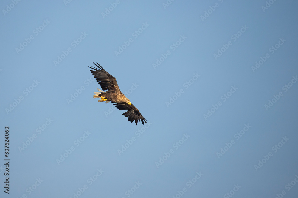 Fototapeta premium White Tail Eagle, Haliaeetus albicilla