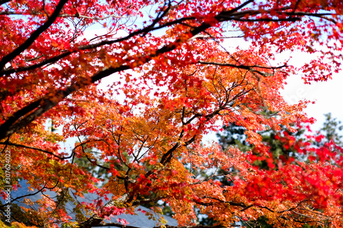 selective focus beautiful leaves in the forrest.