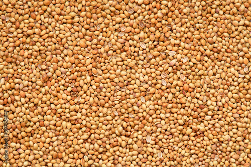 Coriander Seeds