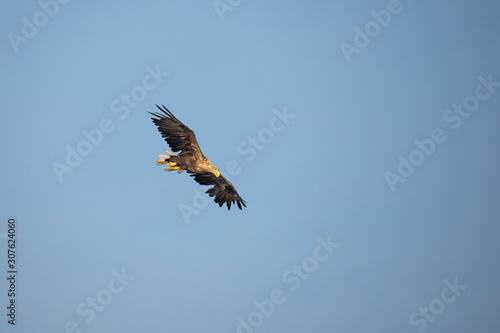 White Tail Eagle, Haliaeetus albicilla