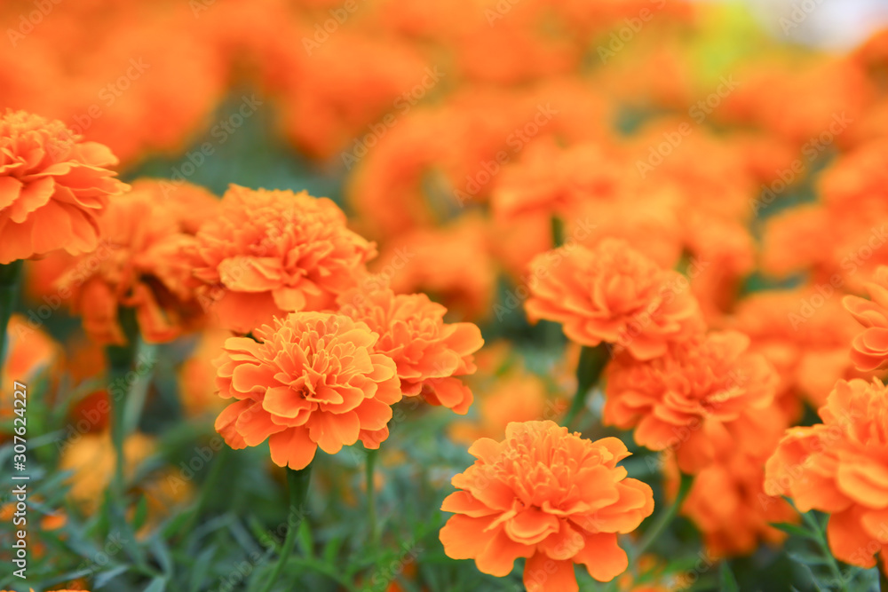 Orange french marigold flower blooming in garden Orange french marigold flower blooming in garden