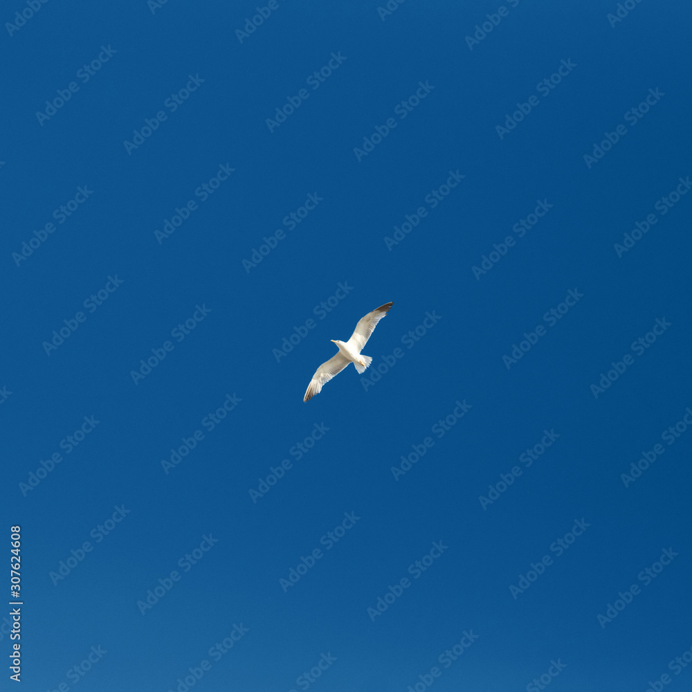 Fototapeta premium One ocean gull flying in the blue sky.