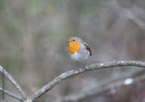 The European robin (Erithacus rubecula) was filmed on a branch and on a drinker. Close-up detailed photo in full color. © VOLODYMYR KUCHERENKO