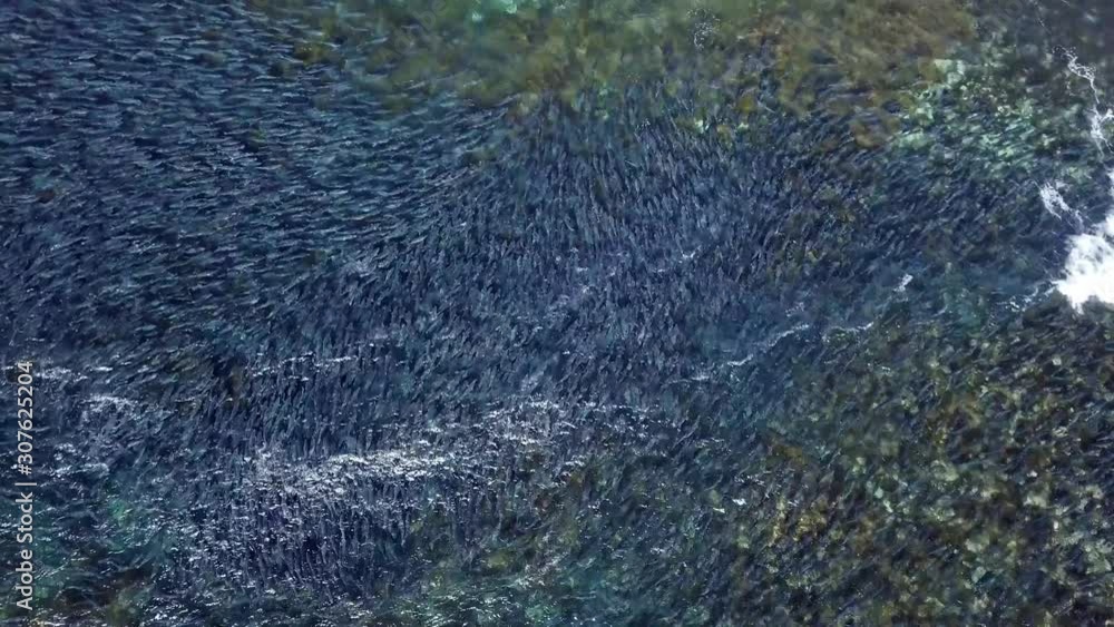 Very large school of Salmon during migration, shot over head with a drone. Very large school of Salmon during migration, shot over head with a drone.