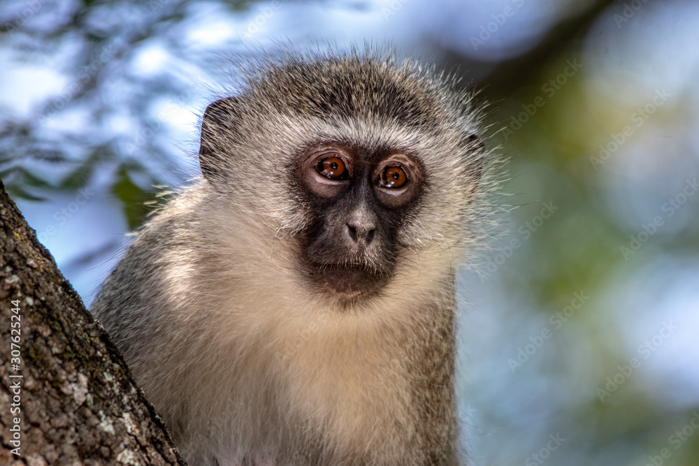 Obraz premium Vervet Monkey