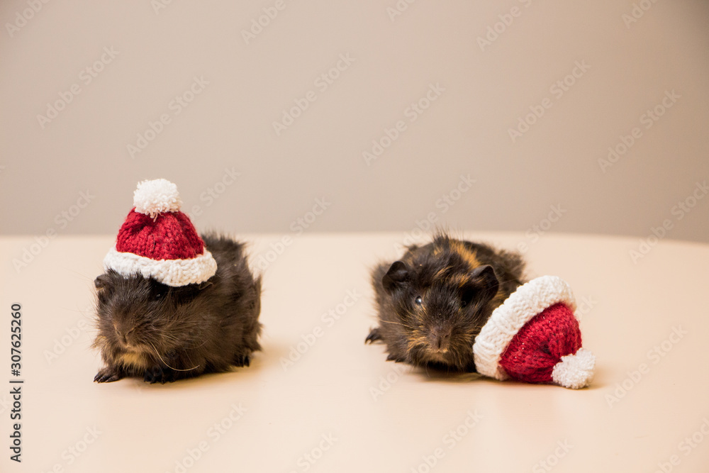 Cute and adorable guinea pig in santa hat. Christmas guinea pig. Cute and adorable guinea pig in santa hat. Christmas guinea pig.