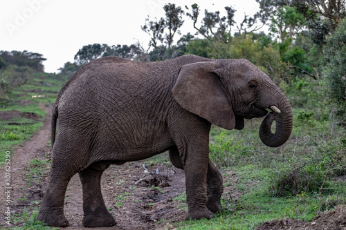 Elephant in the Bush