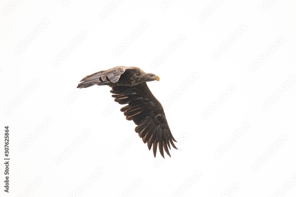 Fototapeta premium White Tail Eagle, Haliaeetus albicilla