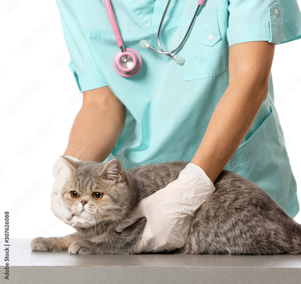 Veterinarian examining cute cat on white background Veterinarian examining cute cat on white background
