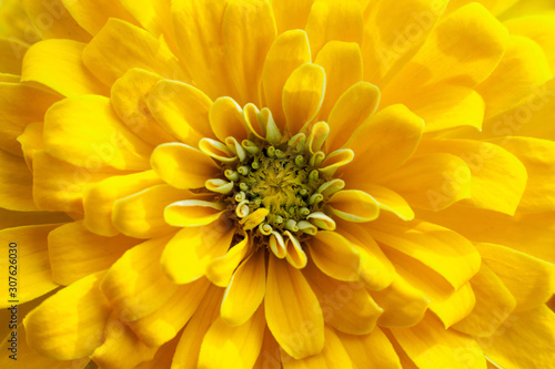 closeup beautiful yellow chrysanthemum flower in the garden  flower background