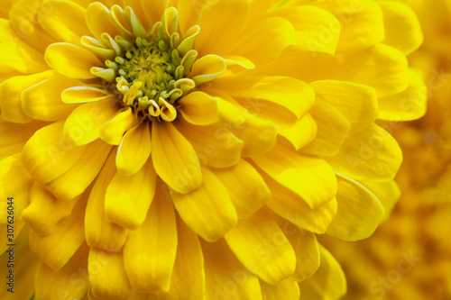 closeup beautiful yellow chrysanthemum flower in the garden  flower background