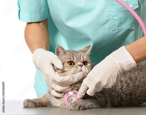 Veterinarian examining cute cat on white background, closeup © Pixel-Shot