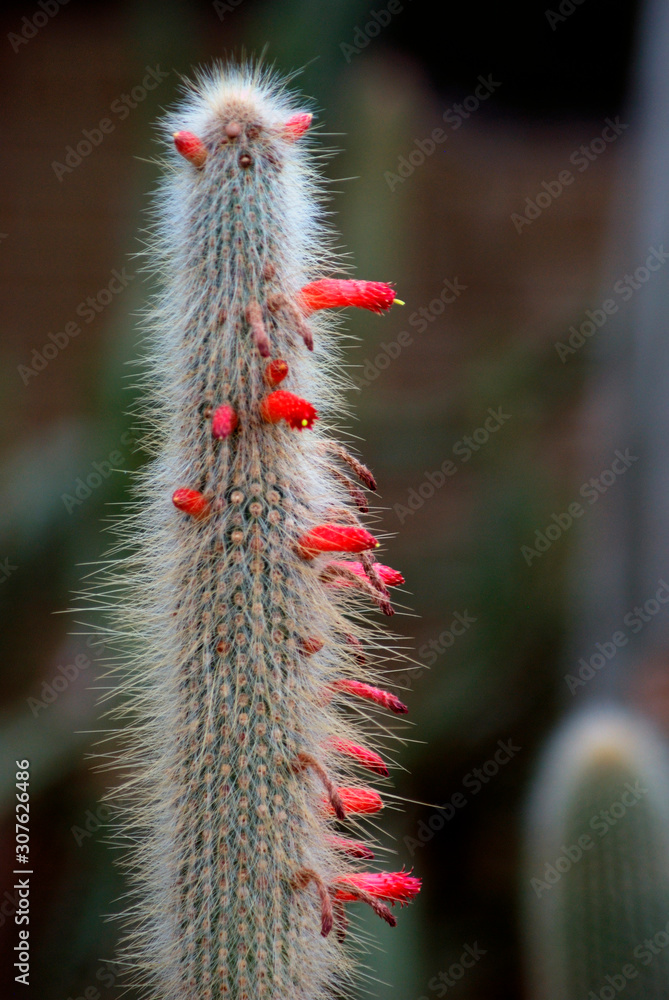 Cleistocactus hyalacanthus cactus Cleistocactus hyalacanthus cactus