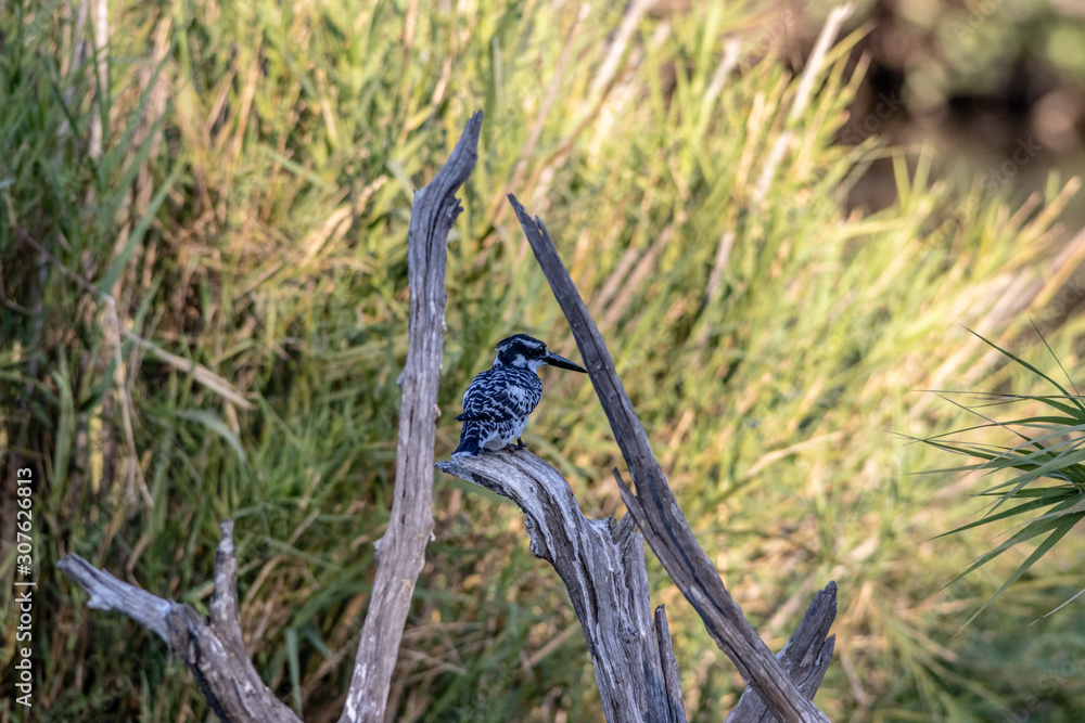 kingfisher in the grass kingfisher in the grass