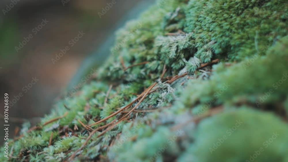 Close-up of moss growing in a forest in the mountains Close-up of moss growing in a forest in the mountains