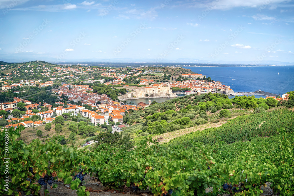 Panorama of picturesque Collioure and vineyards on the hills of the Pyrenees, Roussillion-Languedoc, France 