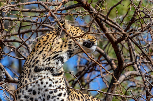 Leopard in a tree
