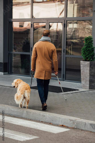 Back view of blind man with walking stick and guide dog walking on street
