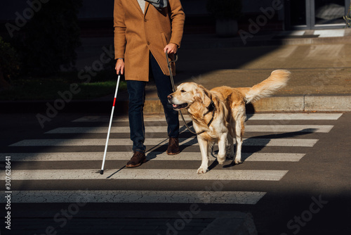 Cropped view of blind man with stick and guide dog walking on crosswalk photo