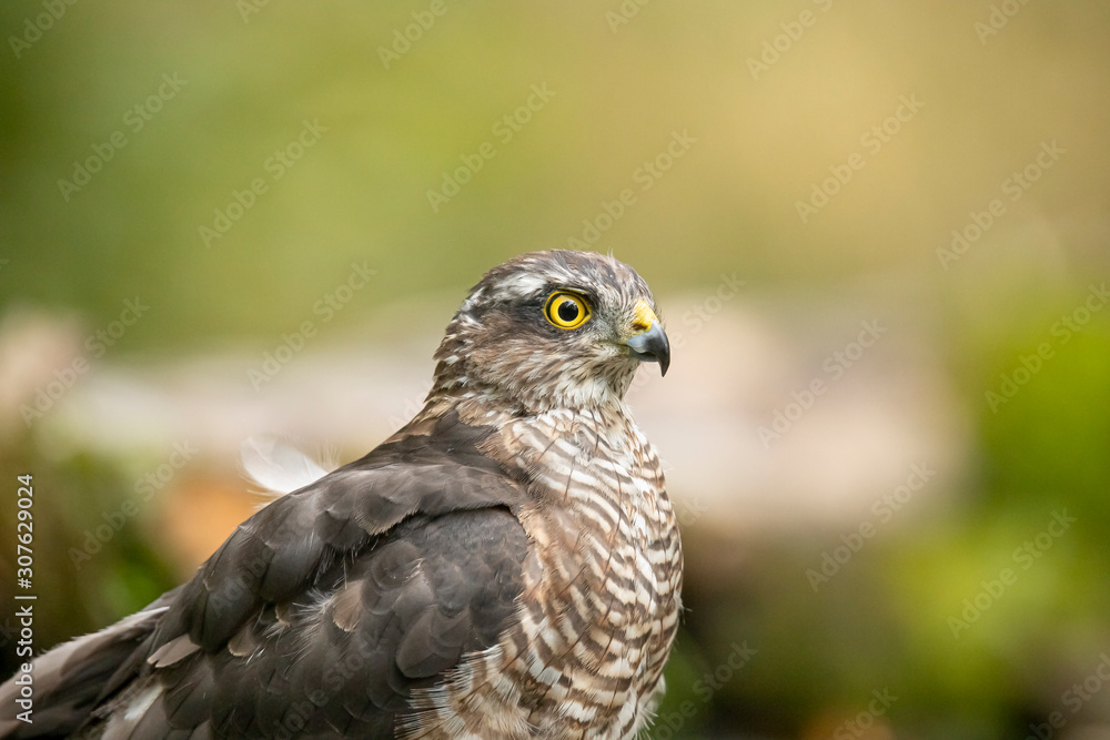Sparrow hawk, Accipiter nisus Sparrow hawk, Accipiter nisus