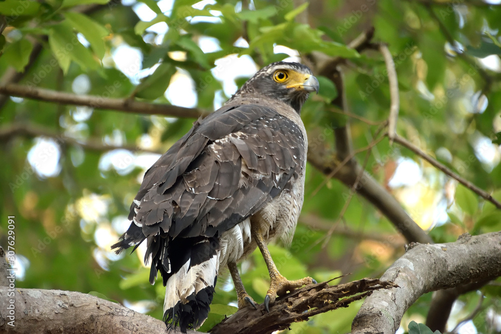Jim corbett Tiger reserve forest, india Jim corbett Tiger reserve forest, india