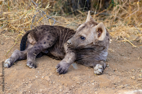 hyena in Africa © Llewellyn