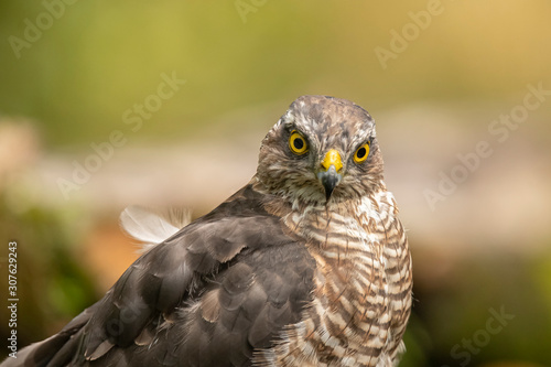 Sparrow hawk, Accipiter nisus