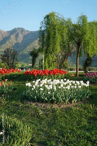 Tulip garden, Srinagar, India