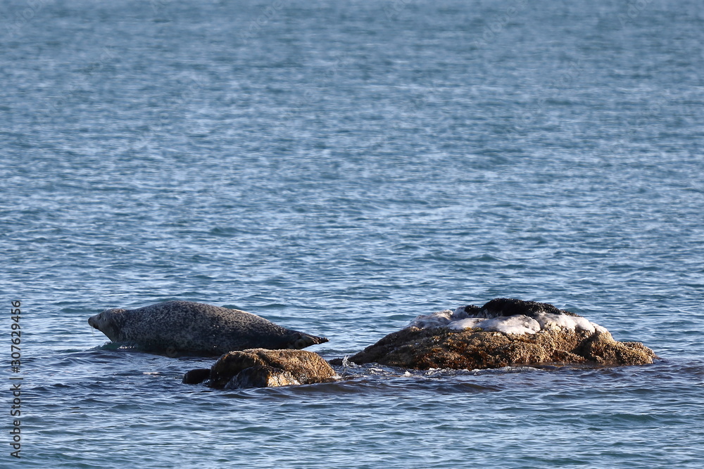 Fototapeta premium Seal (spotted seal, largha seal, Phoca largha) laying on the rocky reef in sea water in autumn sunset light. Wild spotted seal sanctuary.