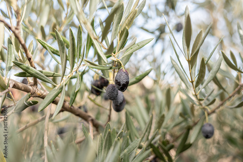 Olive tree with fruit damaged by an insect