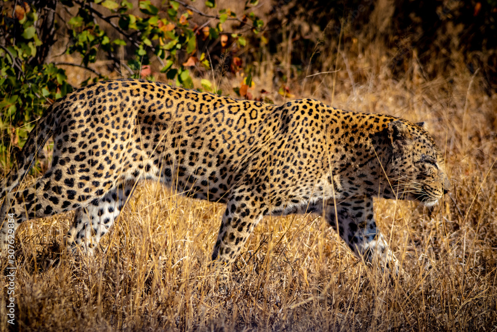 Fototapeta premium leopard in grass