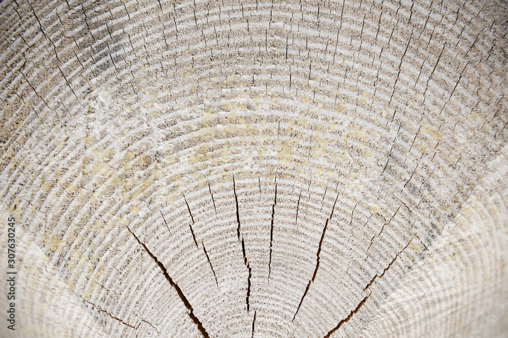 Fototapeta premium Wood texture