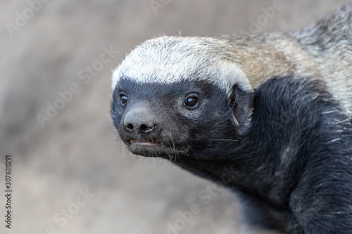 Bild auf Leinwand Black and White Honey Badger