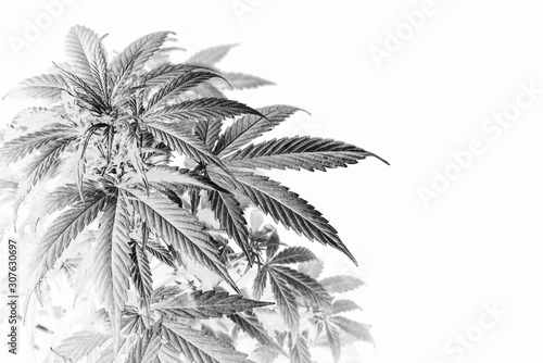 Cannabis plant with leaves. Inverted abstract image on a white background.