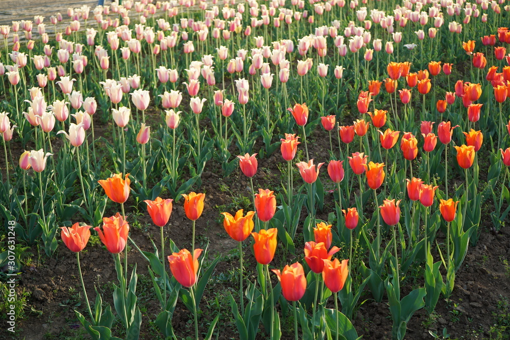 Tulips fields