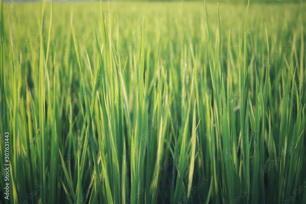 field of green wheat field of green wheat