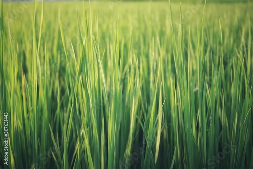 field of green wheat