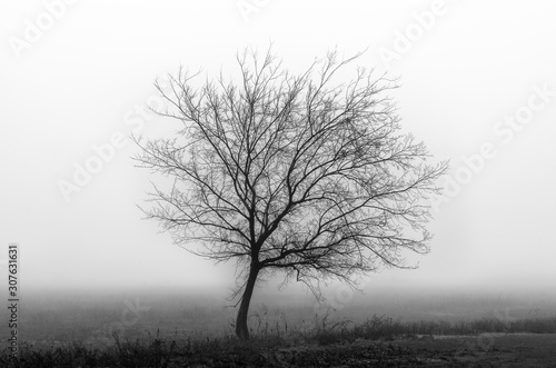Black and white scenery in the fog