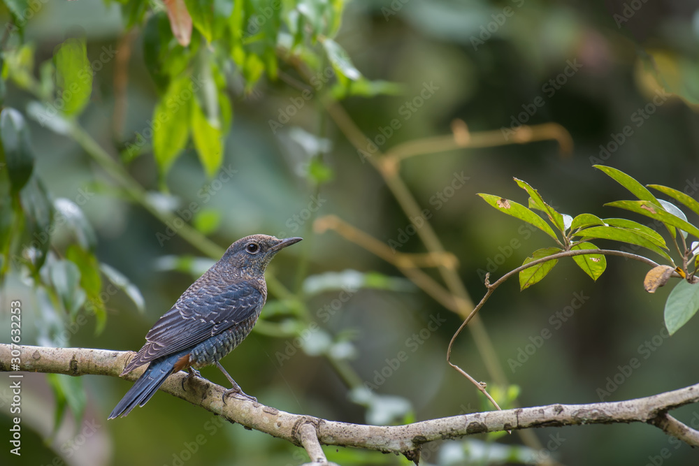 Blue Rock-Thrush on branch in nature. Blue Rock-Thrush on branch in nature.
