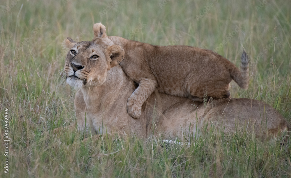 Naklejka premium Lion cub lying on lioness