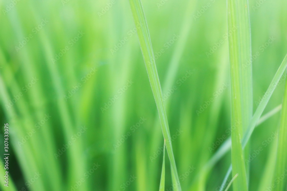 green grass with water drops of morning dew green grass with water drops of morning dew