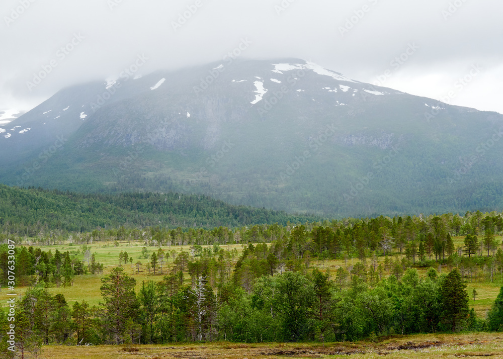 Northern summer landscape with mountains, forest at the foreground and mountain peak on the background. Ånderdalen national park, Senja Island, Troms County, Norway.