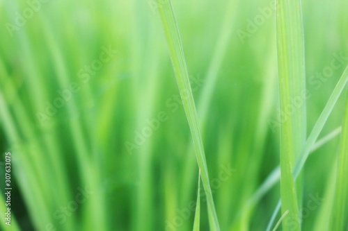 green grass with water drops of morning dew
