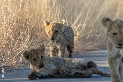 Lion Cubs on road