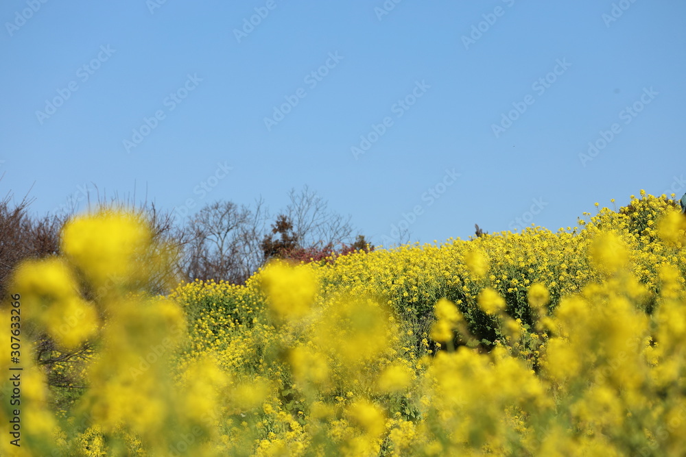 Obraz premium 菜の花の風景