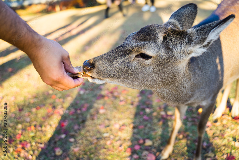 Nara Park Feeding Deer 奈良公園 シカ 餌やり Stock 写真 Adobe Stock