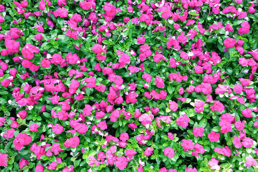 Bright pink impatiens hawkeri flowers