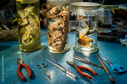 Photos Natural sciences laboratory with glass jars where animals are conserved in formalin such as a chameleon, cat fetuses and a small bat